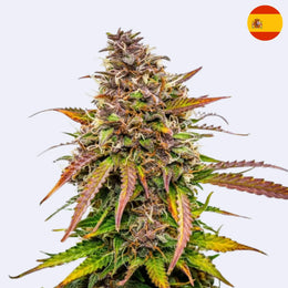 Samonakvétací semena Bubble Kush
