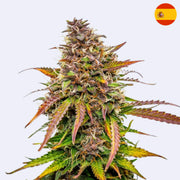 Samonakvétací semena Bubble Kush