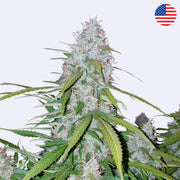 Semena samokvetoucí odrůdy Californian Snow