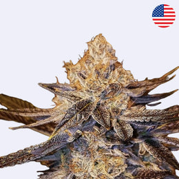 Close-up of Candy Store by Ethos Genetics showcasing vibrant, frosty buds with intricate details.