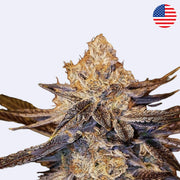 Close-up of Candy Store by Ethos Genetics showcasing vibrant, frosty buds with intricate details.