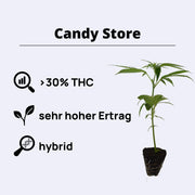 Candy Store plant information featuring THC content, yield time, and hybrid characteristics.
