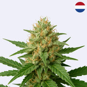 Cannalope Haze (63) - DNA genetika - řezání