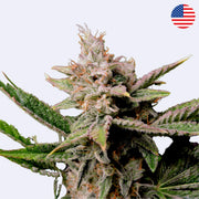 Samonakvétací semínka Cherry Cola