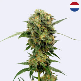 Feminizovaná semínka Chocolato