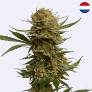 Feminizovaná semínka Chunky Cookies