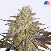 Feminizovaná semínka Cloud Walker