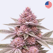 Colorado Nightshifter Blüten mit violetten Farbtönen von Relentless Genetics Steckling.