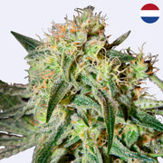 Damn Sour feminizovaná semínka