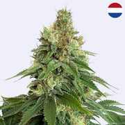 Feminizovaná semínka Double Blue