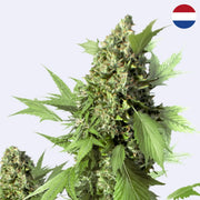 Semena samokvetoucí odrůdy Duck