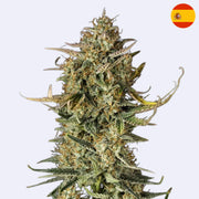 Semena samokvetoucí odrůdy Fat Banana