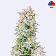 Samonakvétací semínka Forbidden Runtz