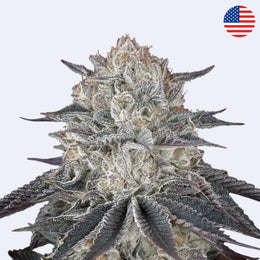 Plný plyn! Feminizovaná semínka