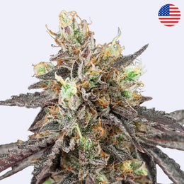 Samonakvétací semínka Gelato 41 x Gelato 41