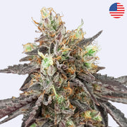 Samonakvétací semínka Gelato 41 x Gelato 41