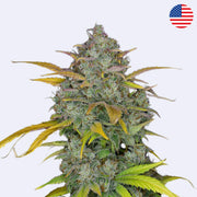 Samokvetoucí semínka Gelato