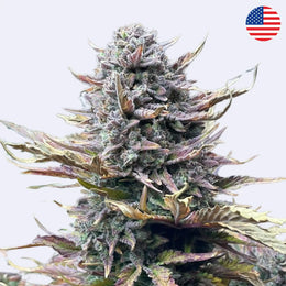 Samonakvétací semínka Gorilla Cookies