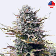 Samonakvétací semínka Gorilla Cookies