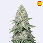 Gorilla Glue 4 - Bulk Seeds - Steckling close-up view of cannabis flower