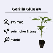 Gorilla Glue 4 plant with 27% THC, high yield, 8-9 weeks growth time, hybrid strain.