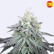 Grapes and Cream - Cannarado Genetics close-up of cannabis plant with frosty buds and leaves.