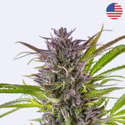 Feminizovaná semínka Green Gelato