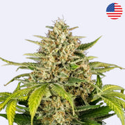 Samonakvétací semínka Green Gelato