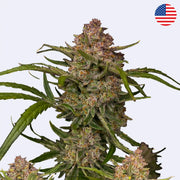 Semena samokvetoucí guavy