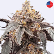 Guava x Gelato 41 samonakvétacích semen