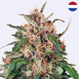 Feminizovaná semínka Hollands Hope