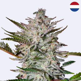 Feminizovaná semínka Holy Punch