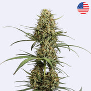 Semena samokvetoucí odrůdy Hulkberry