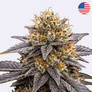 Close-up of Ice Cream Runtz cannabis plant from Lit Farms, showcasing dense buds and frosty leaves.