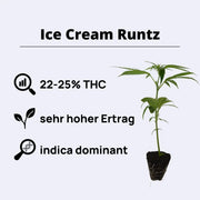 Ice Cream Runtz cannabis plant showcasing 22-25% THC, 8-9 weeks flowering time, very high yield, and indica-dominant genetics.