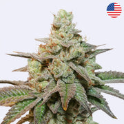 Feminizovaná semínka Kerosene Krash Auto