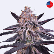 Samonakvétací semínka King's Juice