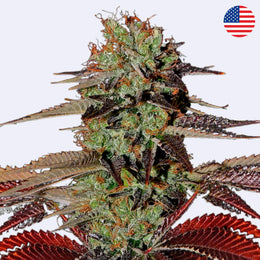 Samonakvétací semena King's Kush