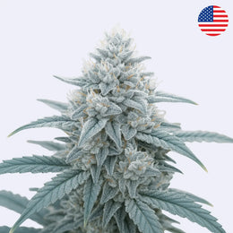 Kush Crasher řízek - Seed Junky Genetics