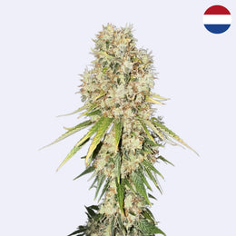 Lemon Haze řízek – pouze klony