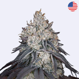 Feminizovaná semínka citronově-pomerančové odrůdy