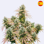 Feminizovaná semínka Lemon Shining Silver Haze