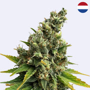 Feminizovaná semínka citronové trávy