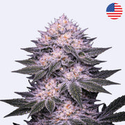 Šeříkové sušenky Ethos Genetics - Řezání