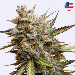 Samonakvétací semínka Melonade Runtz