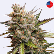 Samonakvétací semínka Melonade Runtz