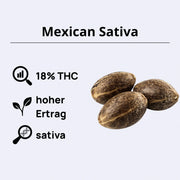 Mexican Sativa Samen mit 18% THC und hohem Ertrag, ideal für Sativa-Liebhaber.