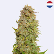 Samonakvétací semena Milkshake Kush