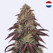 Mimosa x Orange Punch Barney's Farm - řízky