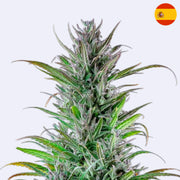 Feminizovaná semínka Northern Lights